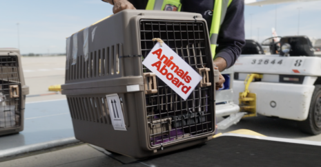 Promo image for Animals Aboard. An airport baggage handler carrying an animal crate with a label showing "Animals Aboard"